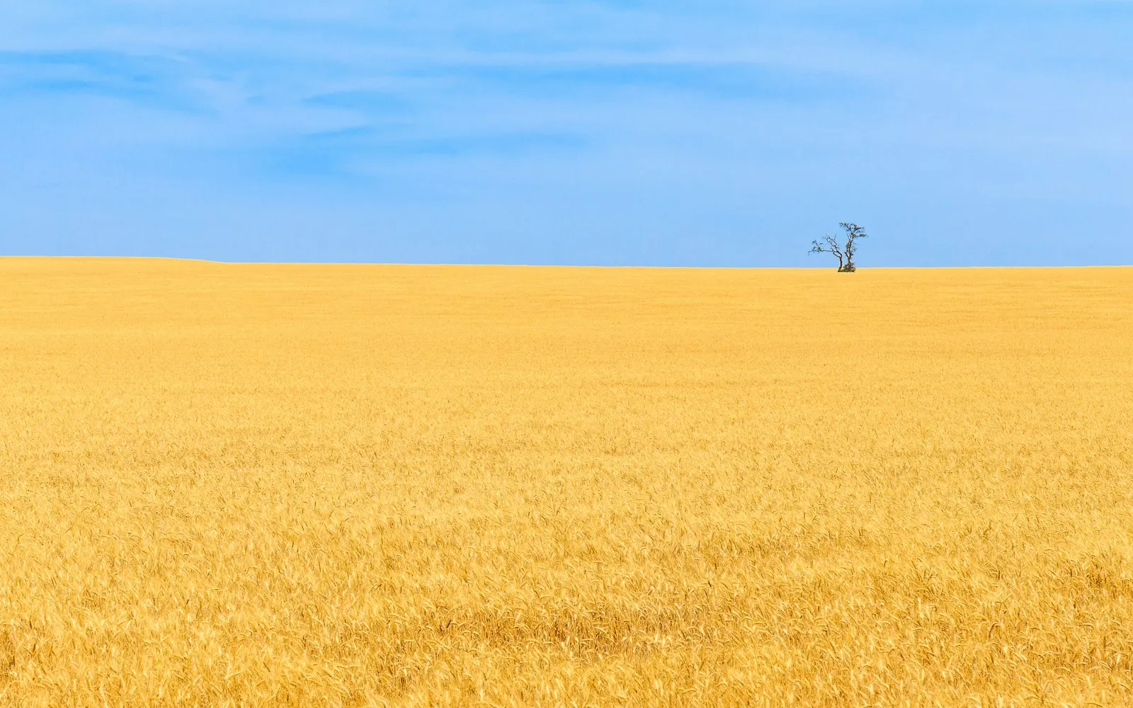 A solitary tree in a golden field beneath a blue sky