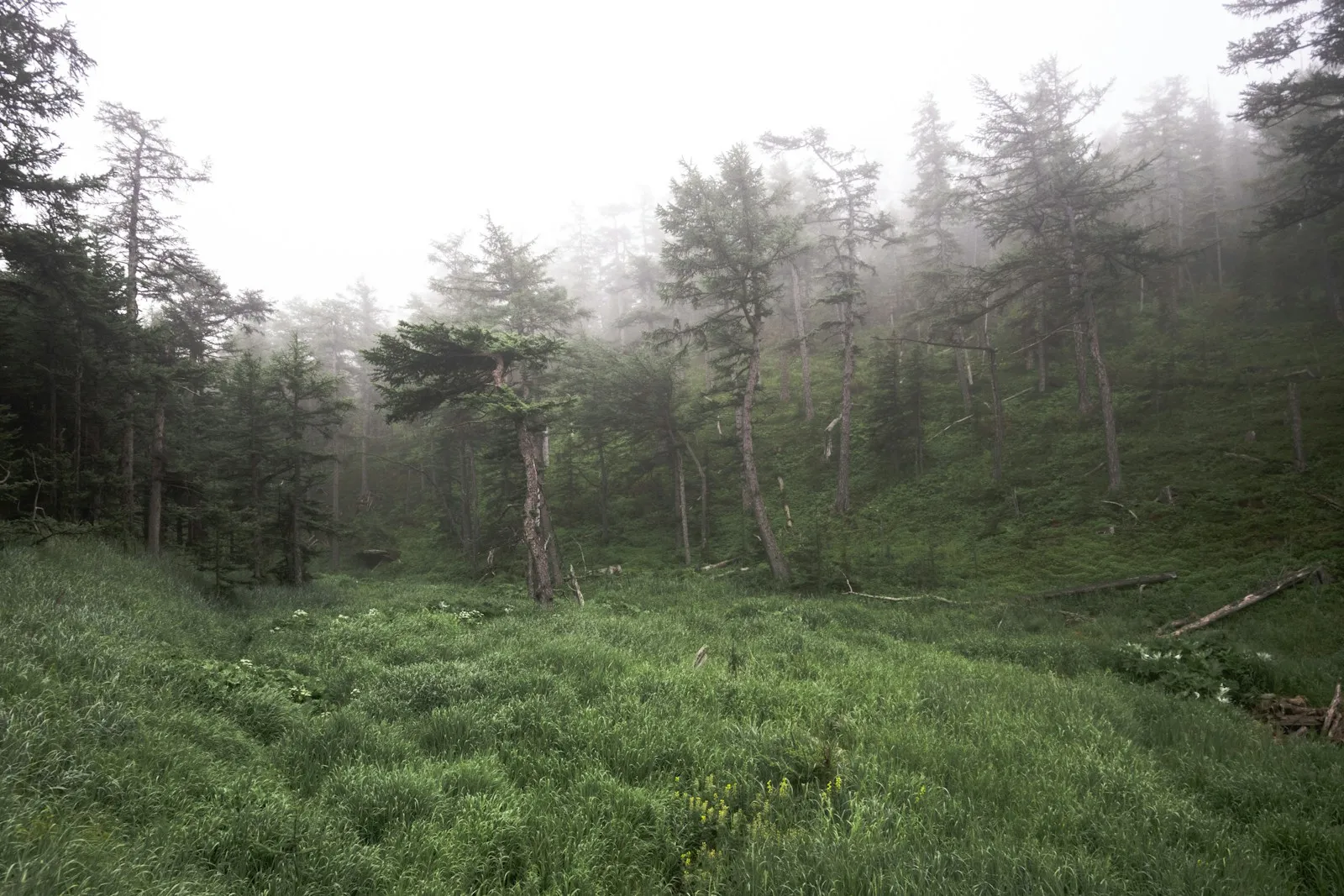 Green trees and grass fading into a foggy forest