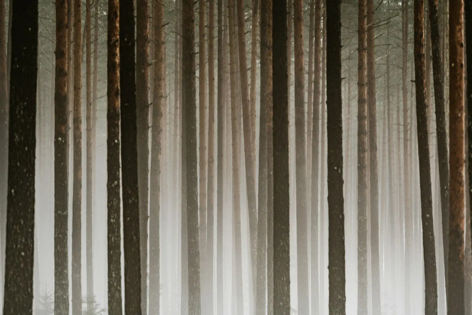 Tall pine trees disappearing into pale mist