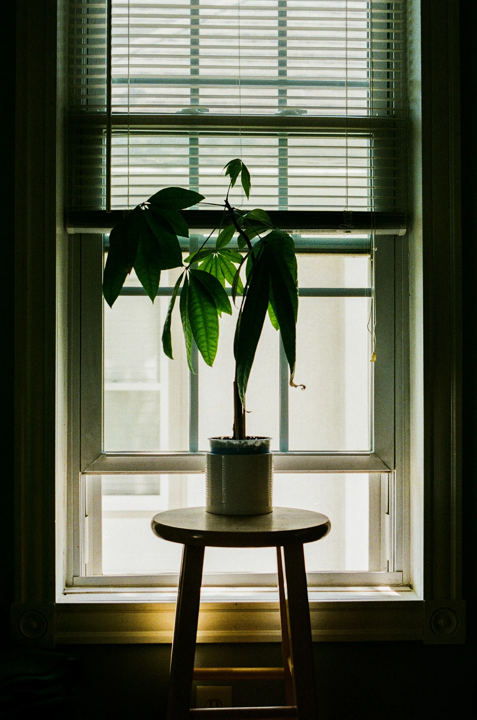 The Plant I Was Asked Not to Name