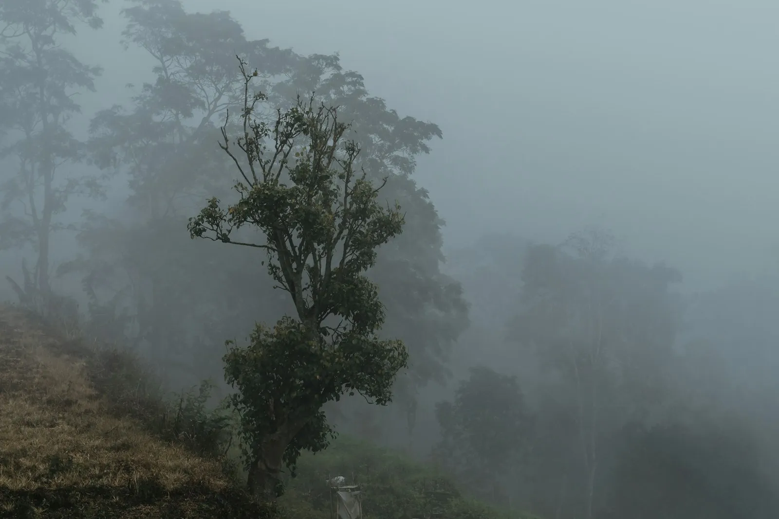 A forest fading into layers of cool mist